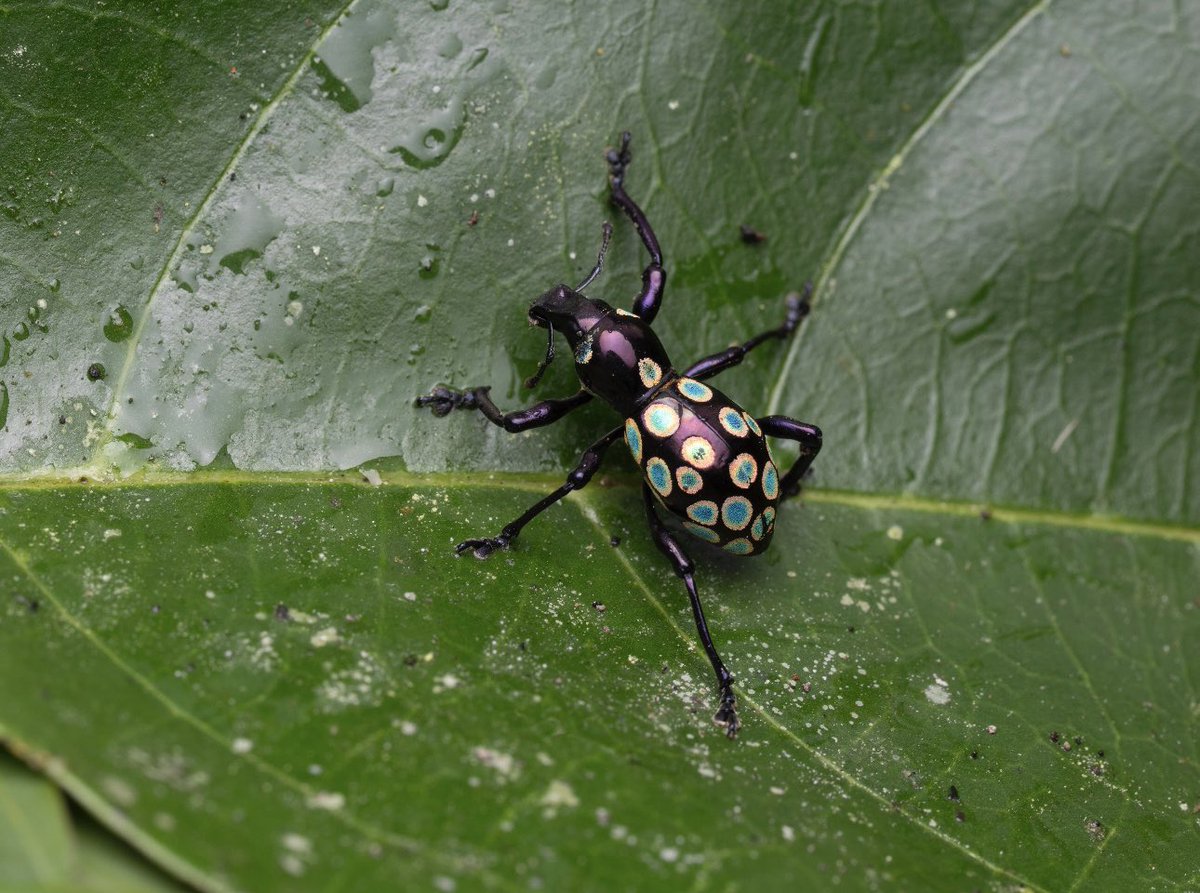 柳澤 静磨 （ゴキブリ研究者） tweet media