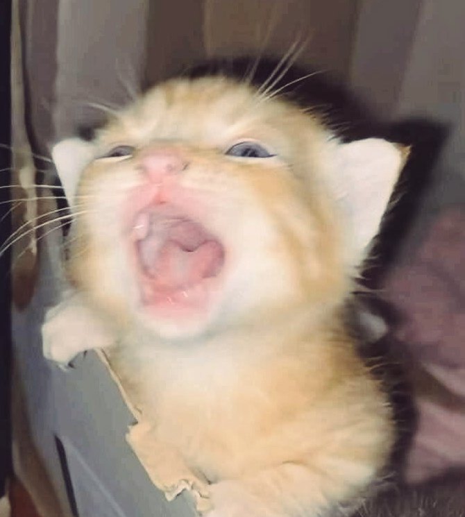 Cigarro Da Cairo tweet media