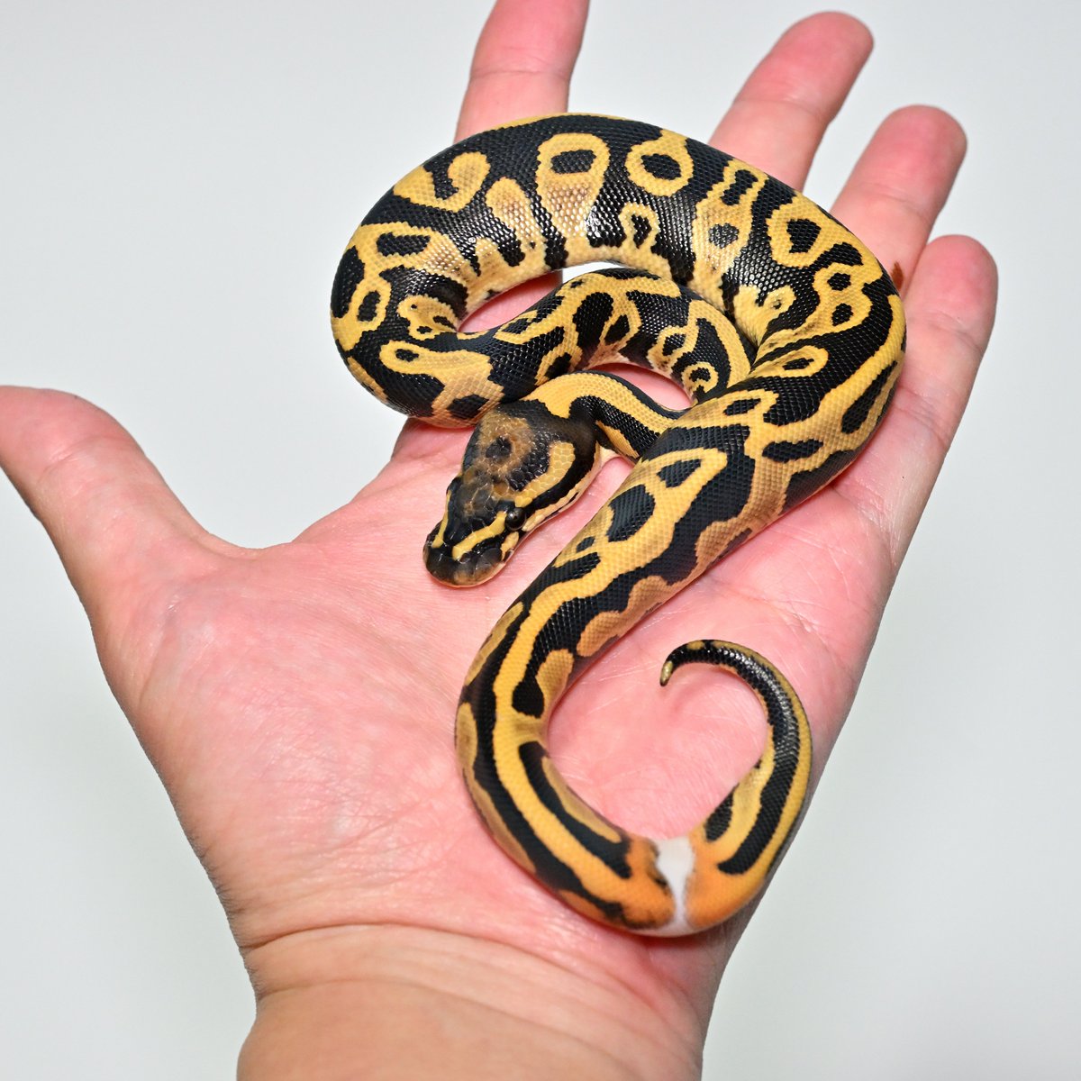 ［NUM2603］Leopard DG het Pied ♀