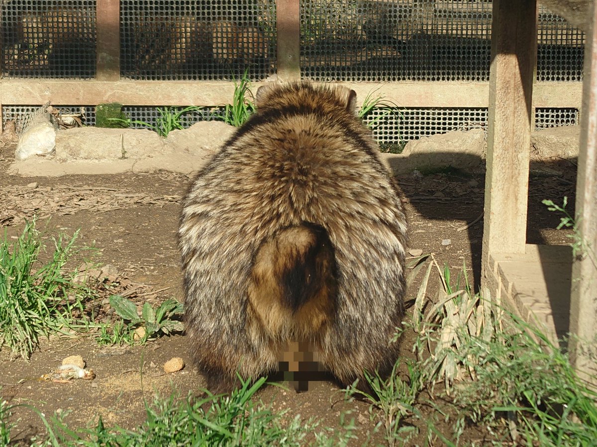 長槻望@かちかち山 tweet media