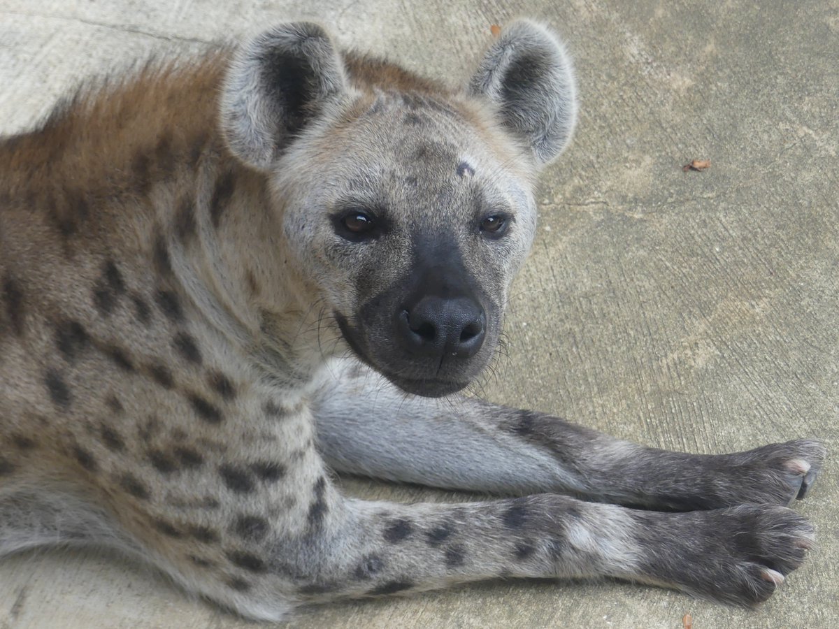 𝑚𝑎𝑟𝑢(ﾏﾙ) tweet media