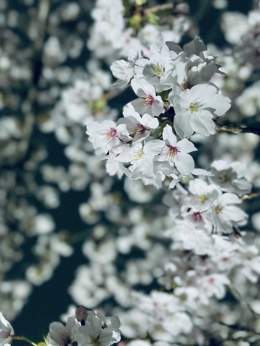 φ✧pHì✧ tweet media