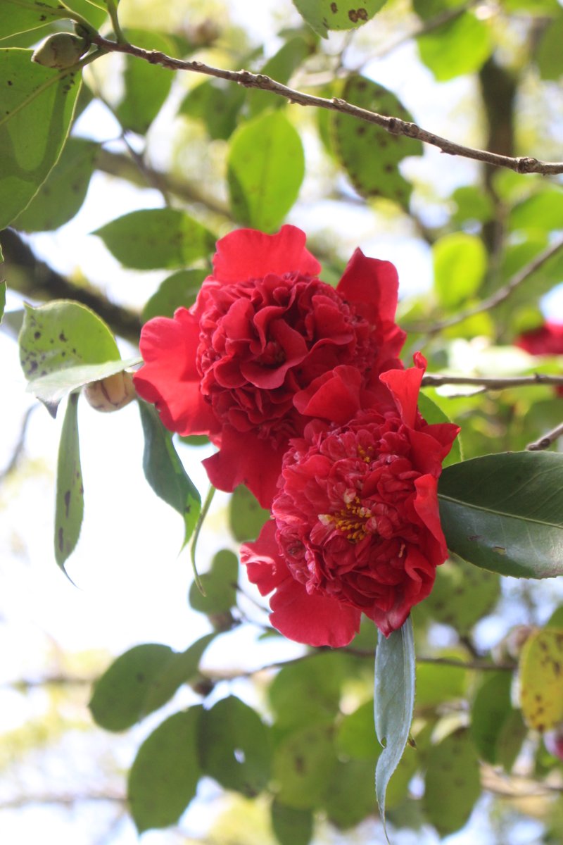 建　茂 tweet media