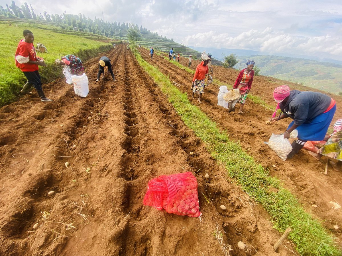 AGRIRESEARCH UNGUKA Ltd tweet media