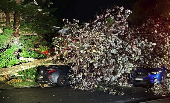 TreeProblemsNSW's tweet photo. Tree down in Manly, NSW, March 2026. https://t.co/bPUSB99adB
