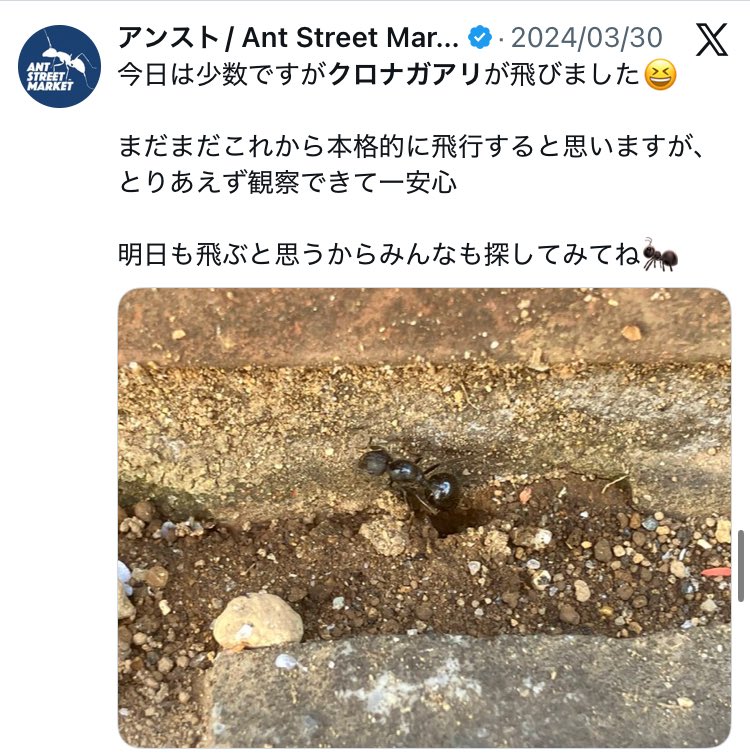アンスト/ Ant Street Market tweet media