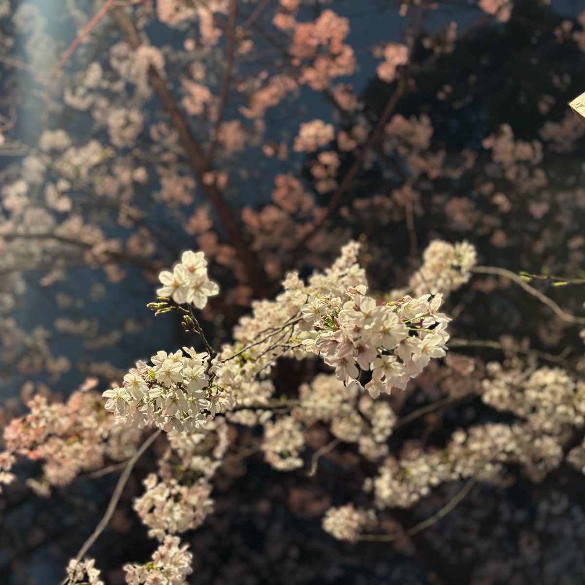 香里有佐 tweet media