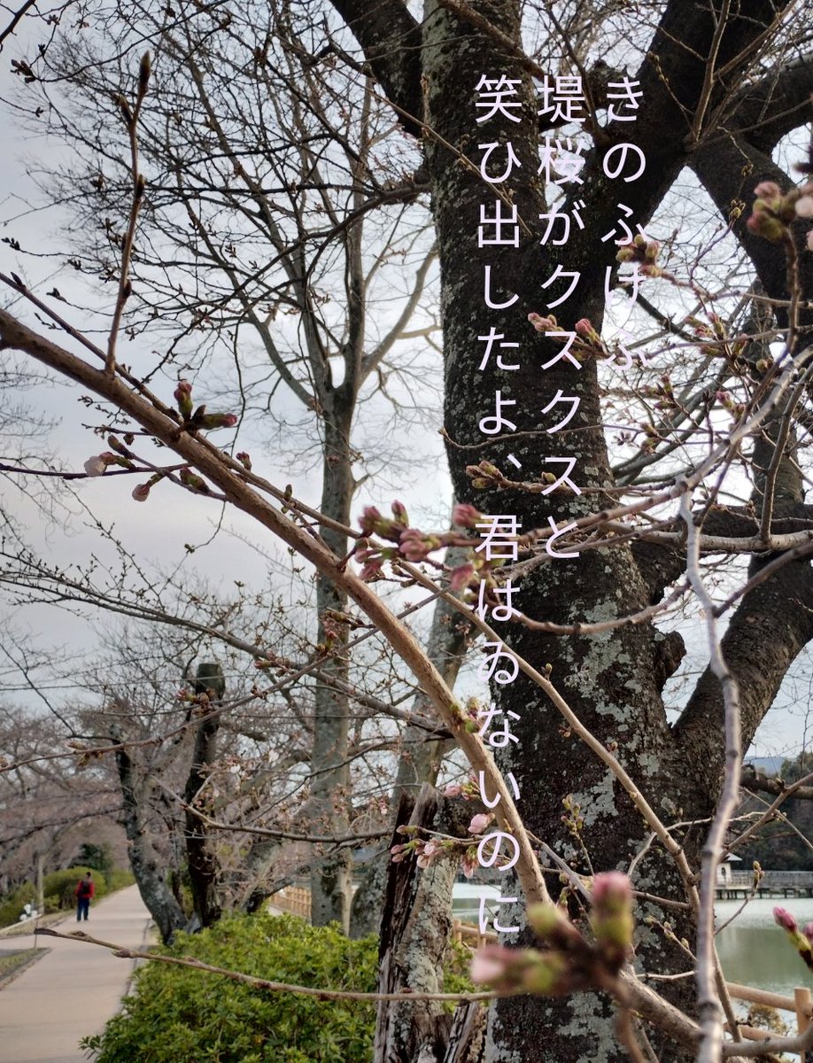 きのふけふ堤桜がクスクスと笑ひ出したよ、君はゐないのに
#tanka #短歌 #桜