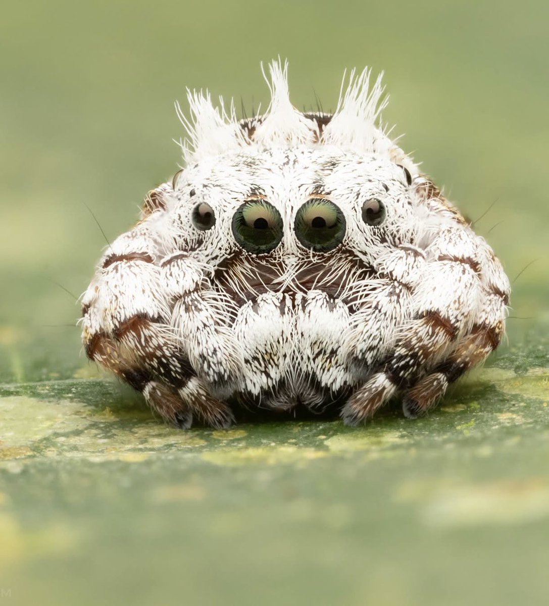 Nick Volpe tweet media