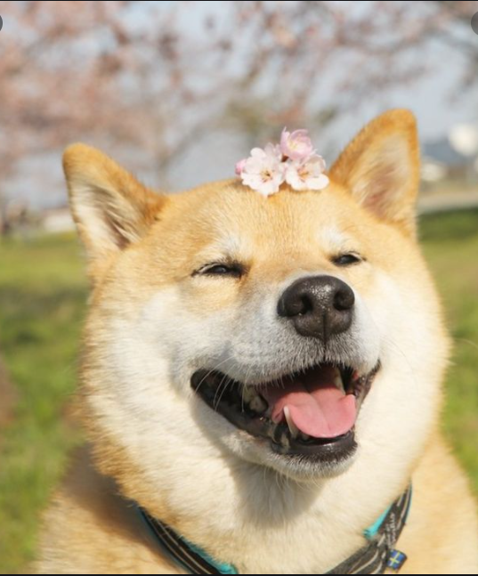 Zionism = Nazism tweet media