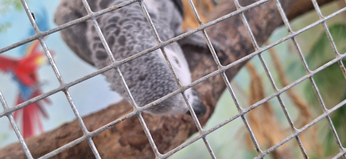 🌙 Lillie / Emil / Tooth ✨ tweet media