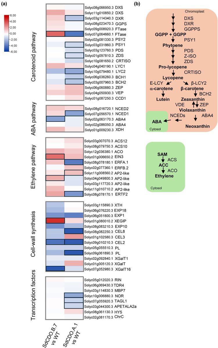 New Phytologist tweet media