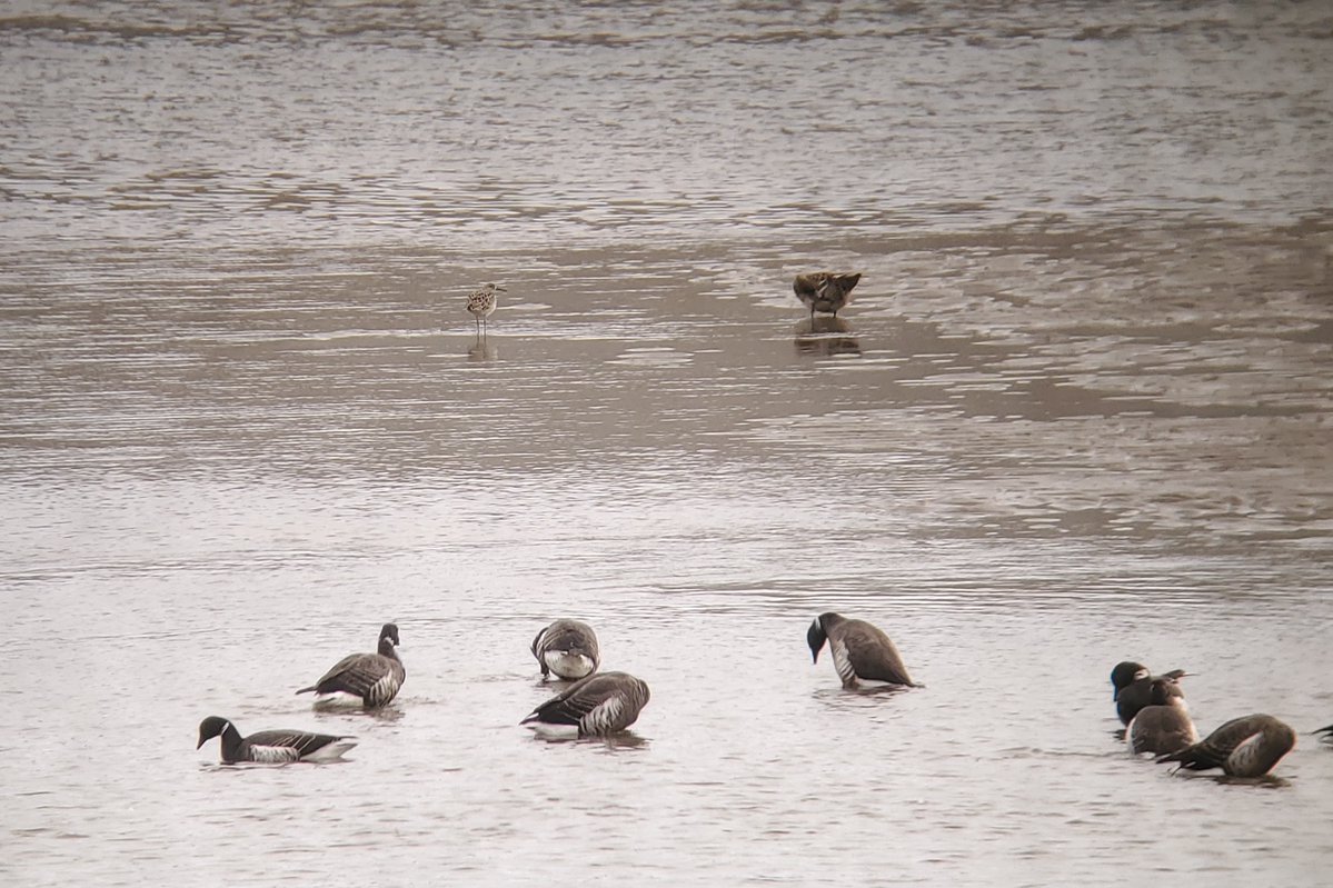 山申す tweet media