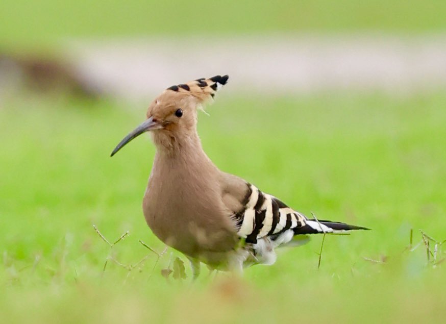 Frank Gardner tweet media