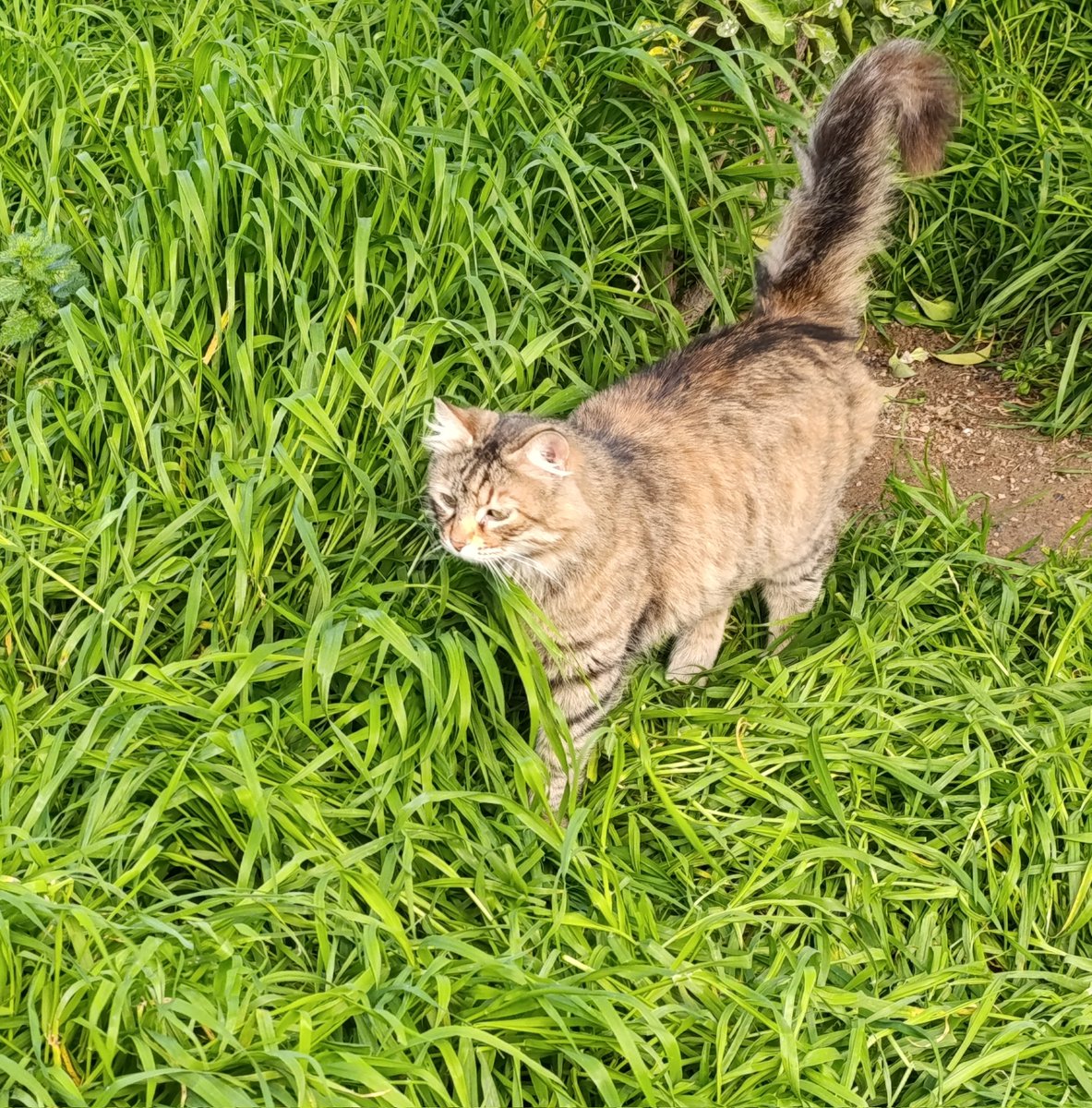 أم يزيد tweet media