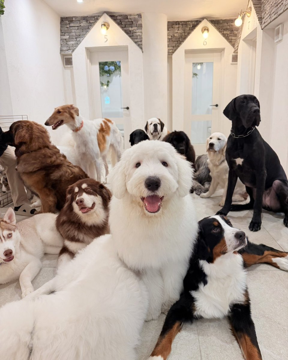 犬席屋 tweet media