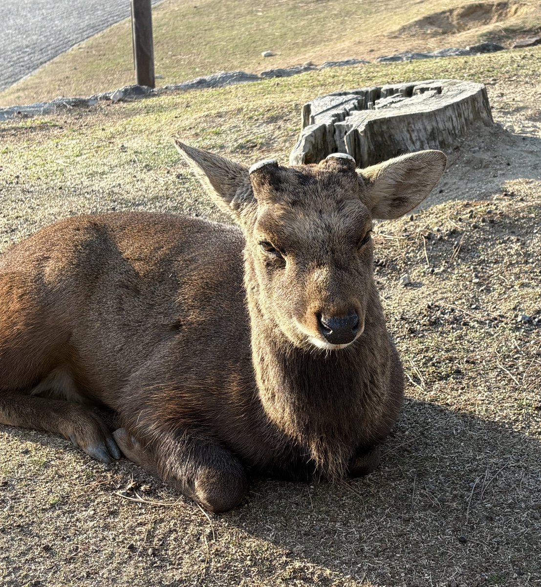 もつなべ tweet media