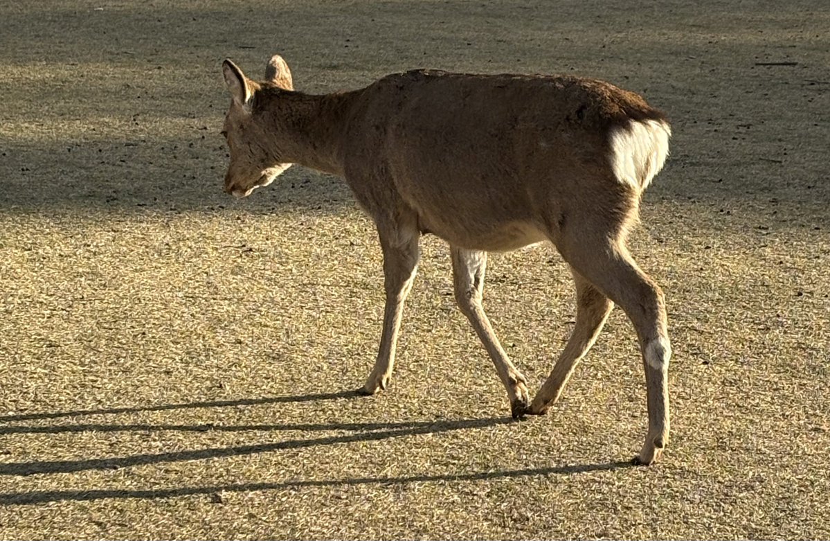 もつなべ tweet media