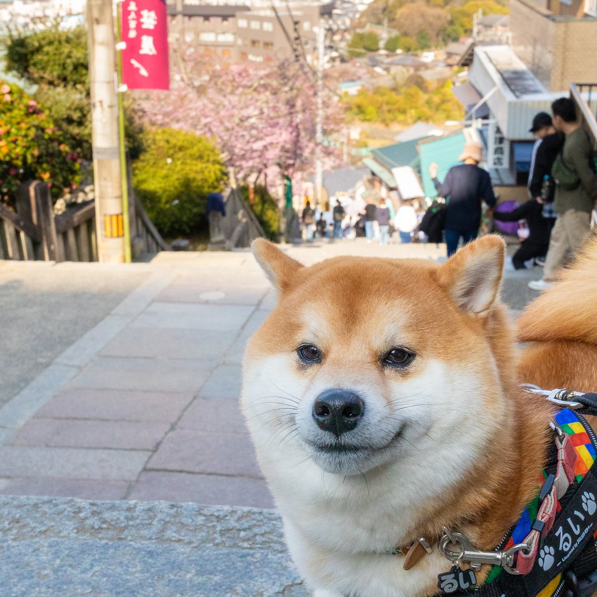 金刀比羅宮 tweet media