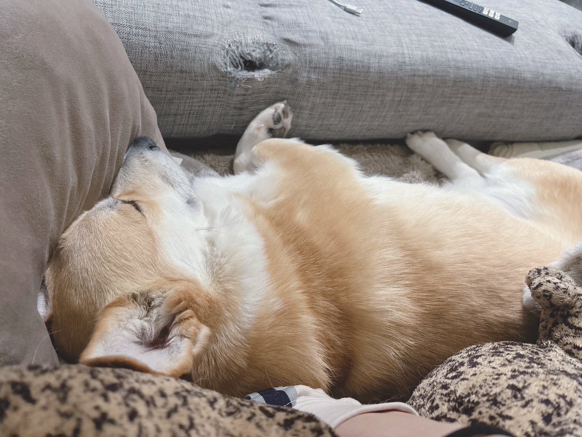 はんぺん tweet media