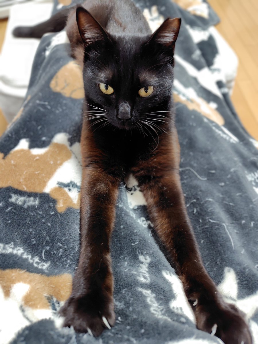 黒猫くまこ🐈⬛🐾 (@kuroneko_kuma5) / Posts / X 黒猫くまこ🐈⬛🐾 (@kuroneko_kuma5) / Posts / X
