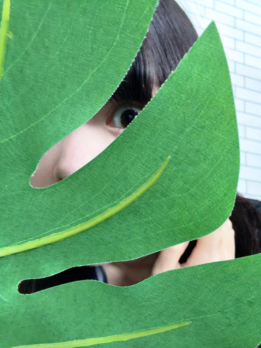 朱李 / トゲナシトゲアリ Ba. tweet media