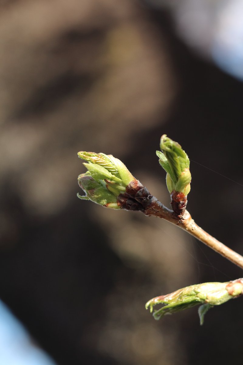 イノウエ タイジ tweet media