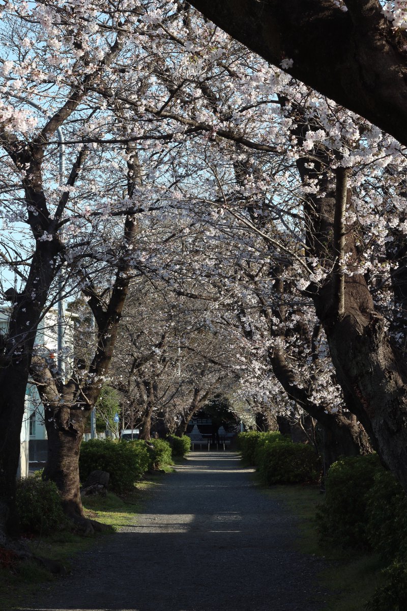 イノウエ タイジ tweet media