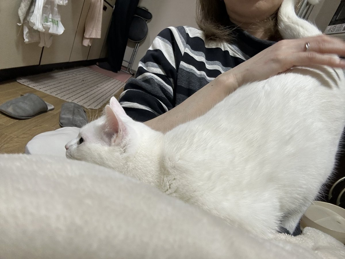 sio_kanon's tweet photo. このお尻トントン、なんでしてほしいん？
トントンするまで鳴いてるし、トントンし始めたら、お尻高くあげるし、気持ちよさそうにするし🤣🤣🤣
＃雌猫
#避妊済み
#お尻トントン https://t.co/Pa9p8HKMv8