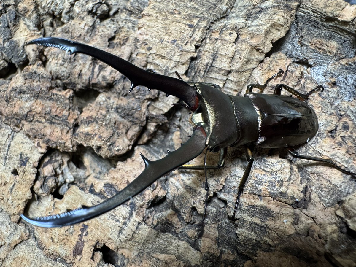 爬虫両生類 昆虫ショップD.N.A_昆虫垢 tweet media