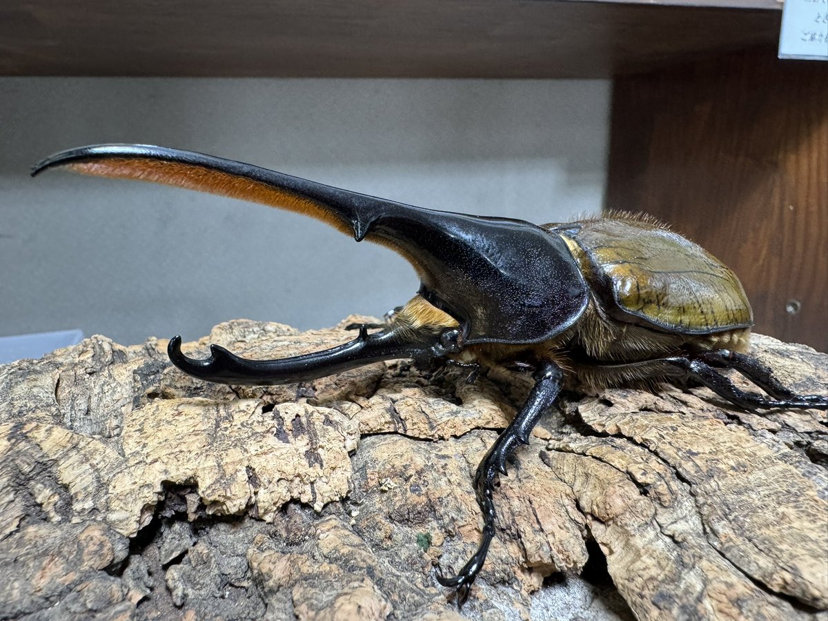 爬虫両生類 昆虫ショップD.N.A_昆虫垢 tweet media