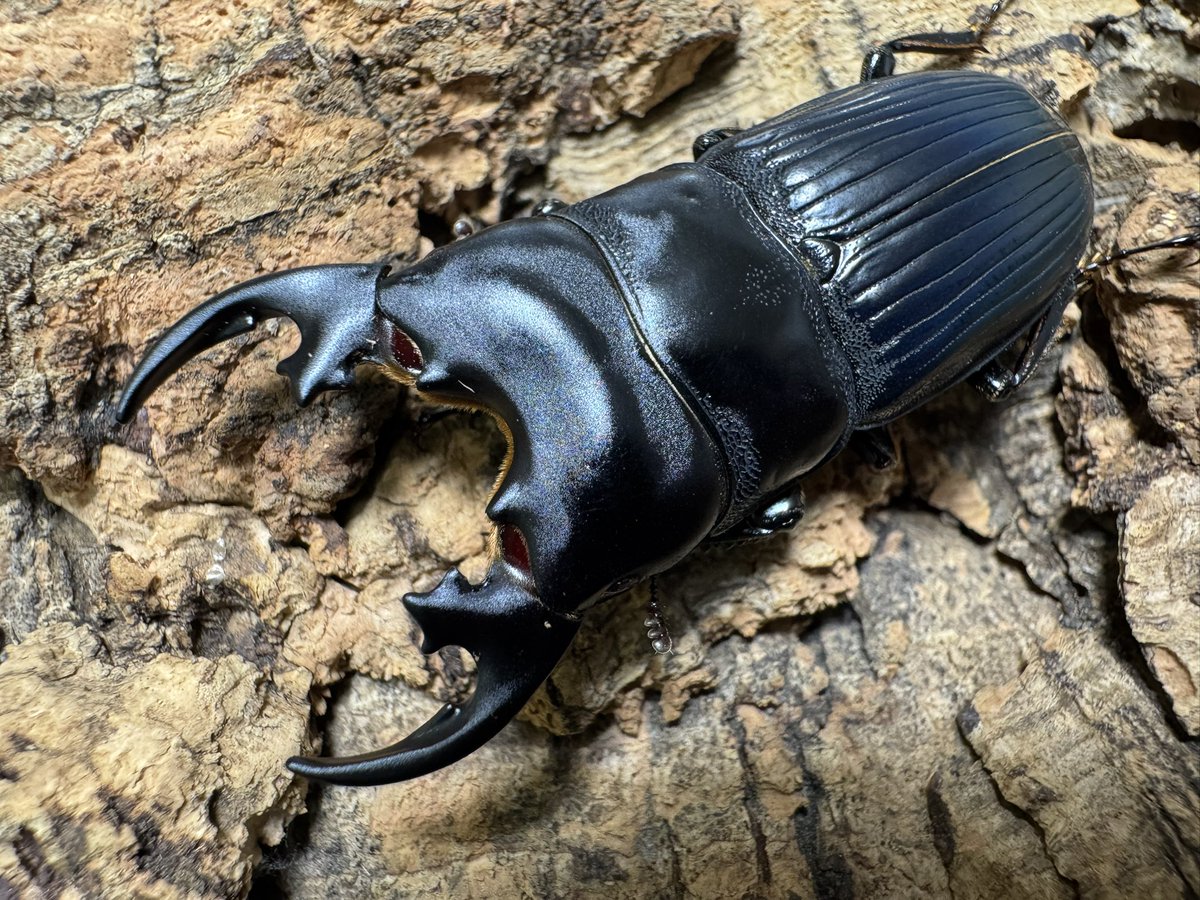 爬虫両生類 昆虫ショップD.N.A_昆虫垢 tweet media