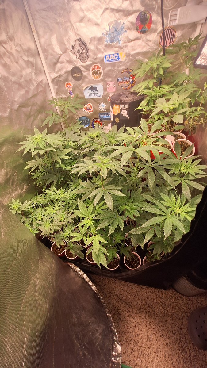 804GrowTent tweet media