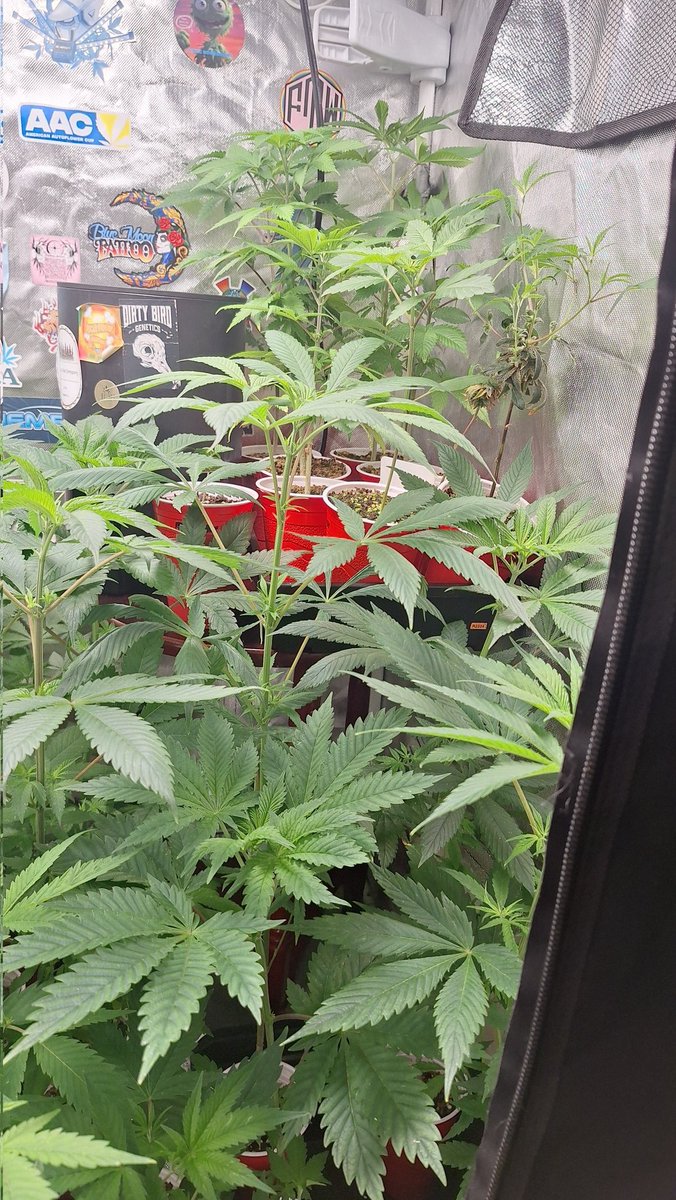 804GrowTent tweet media