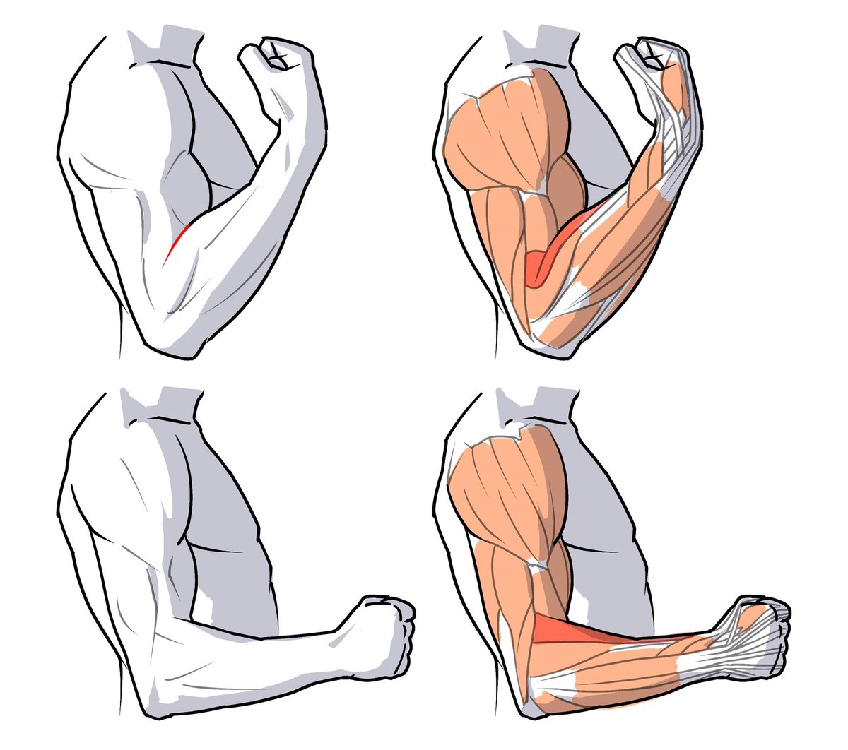 伊豆の美術解剖学者 tweet media