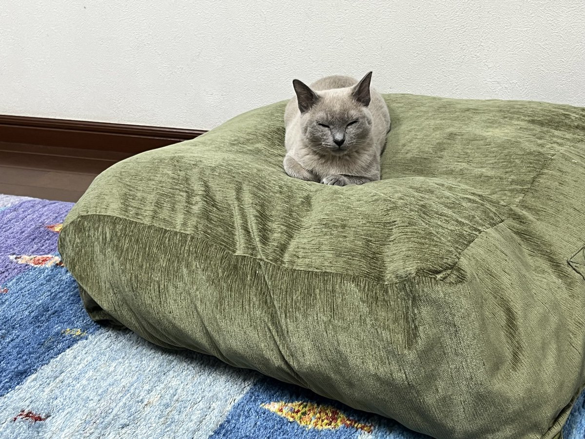 neko_unyu's tweet photo. #運輸 、人間との距離を微妙に保つために座る場所。
観察はケージ上と決まってました。
「たまに人間が此処で寝るから迷惑なんす」
#猫 #トンキニーズ #Tonkinese #unyu https://t.co/p345HueCq3