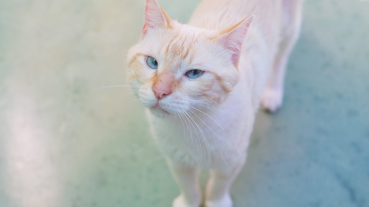 protemataro tweet media