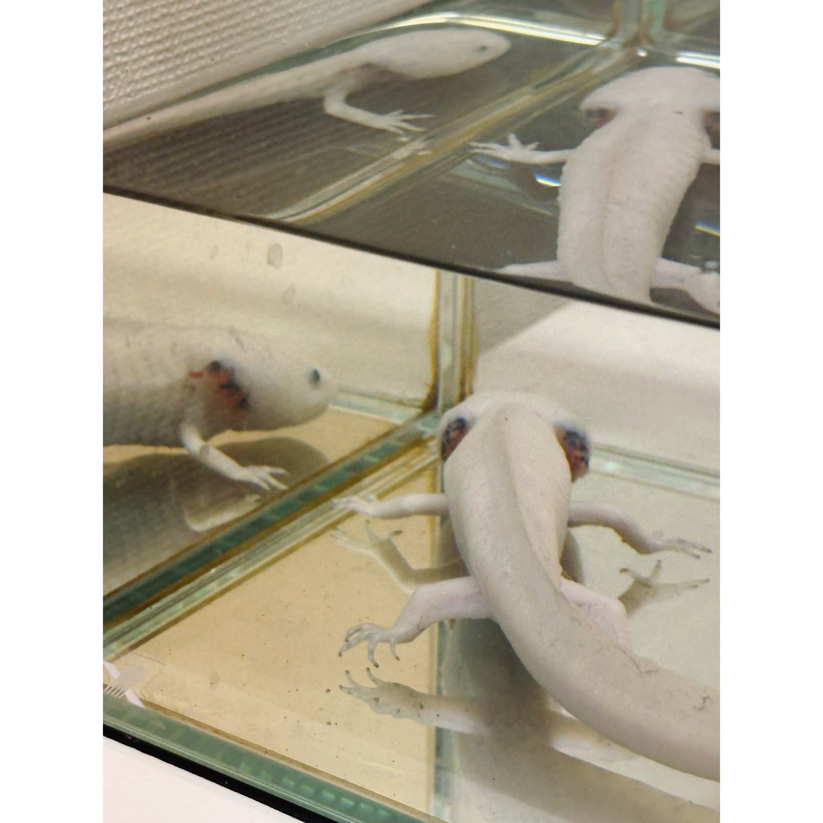 椎名 桃香 tweet media