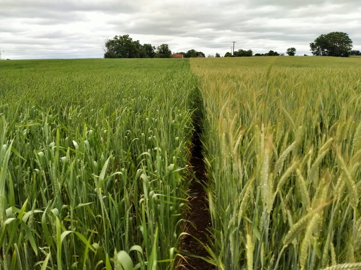 Astrid MORDON tweet media