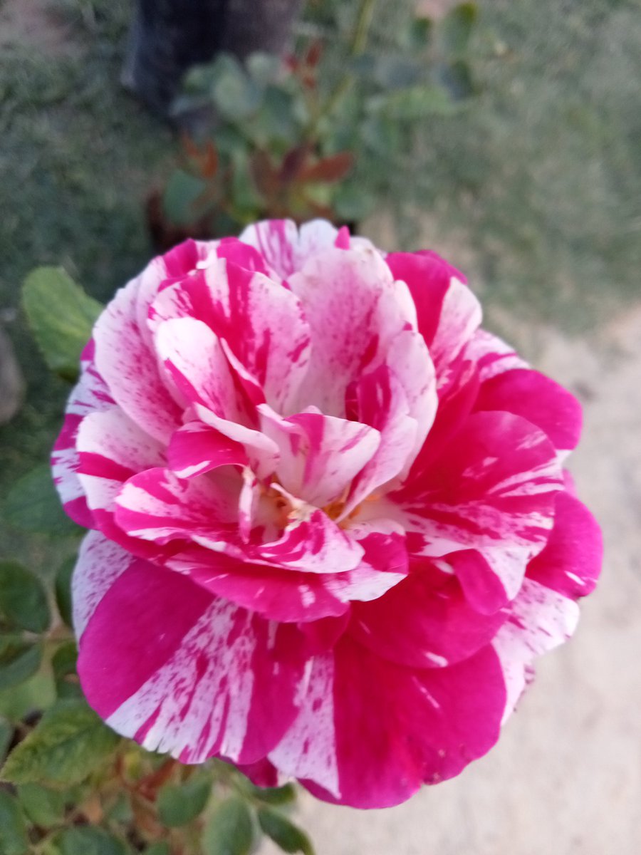 Rahul Pathak tweet media