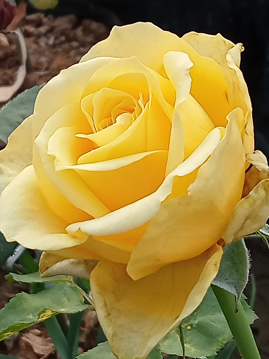 Rahul Pathak tweet media