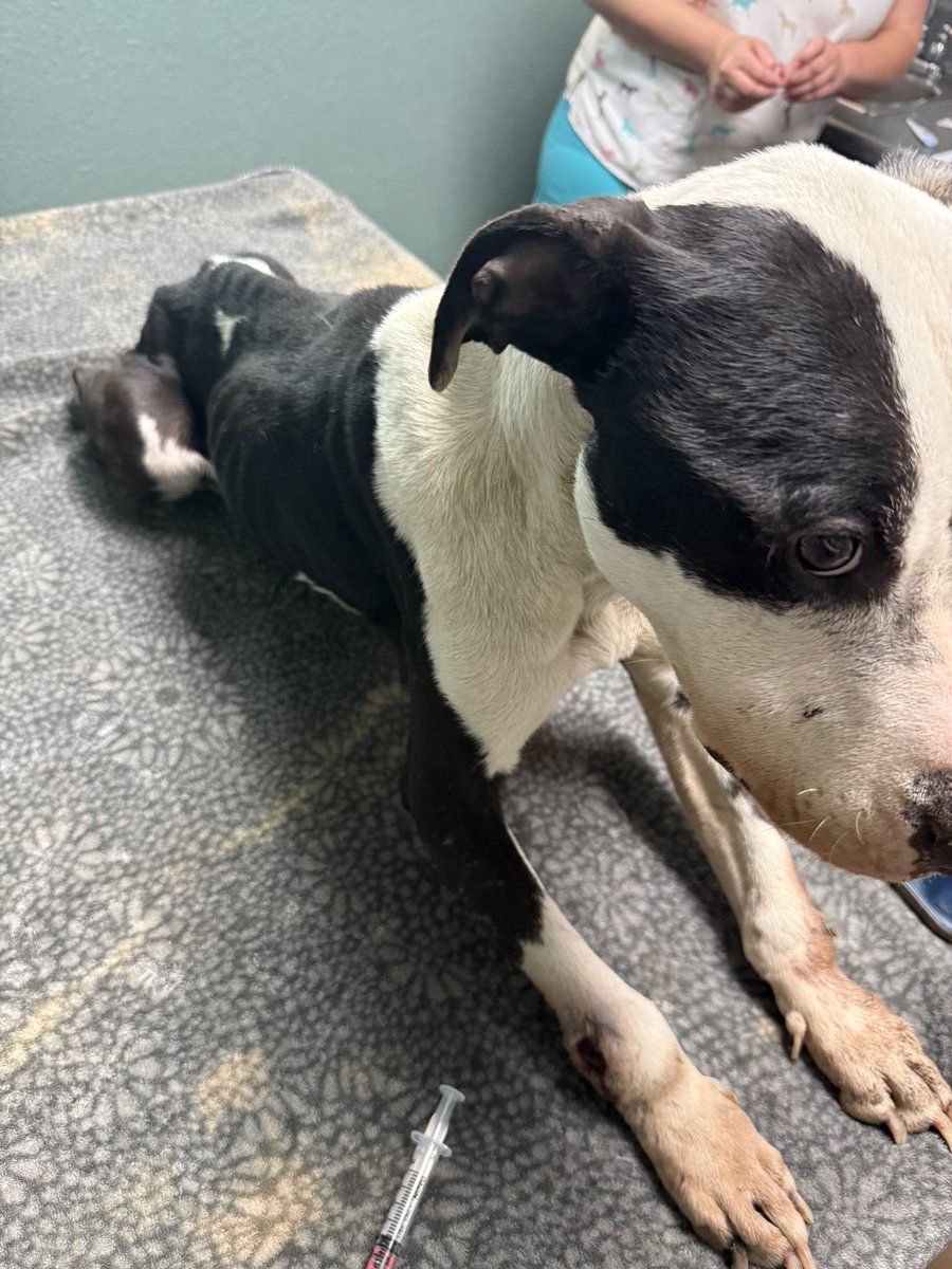 Lola Patolla tweet media