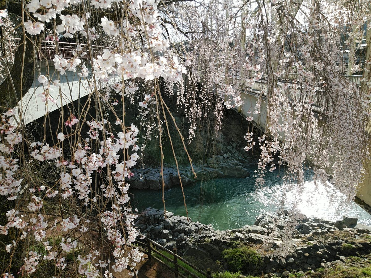 ふじしろ tweet media