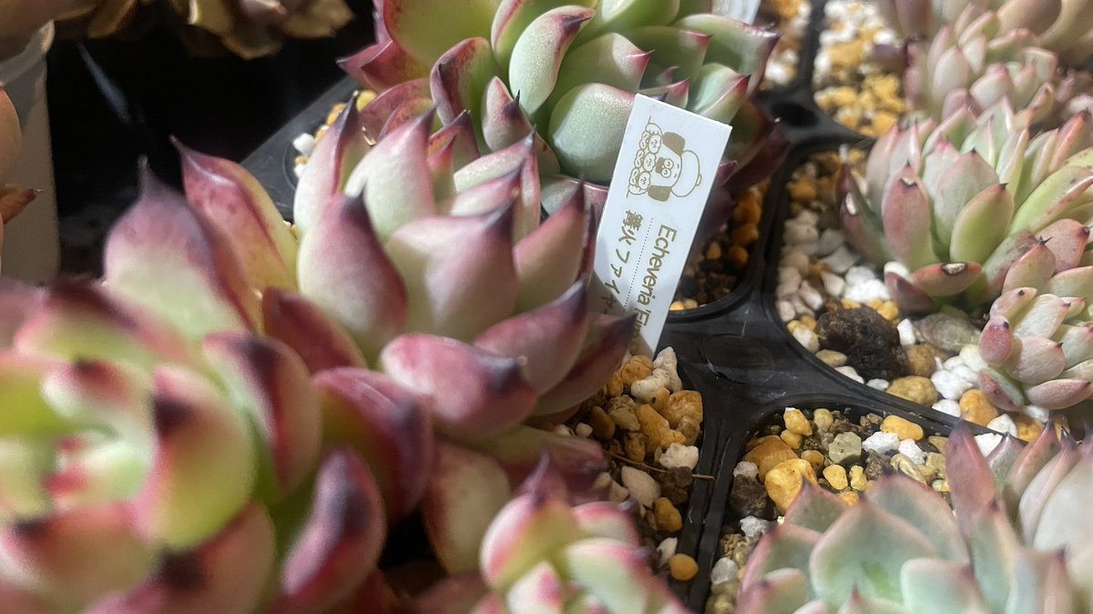 らむりん W/ 鬼切丸 tweet media