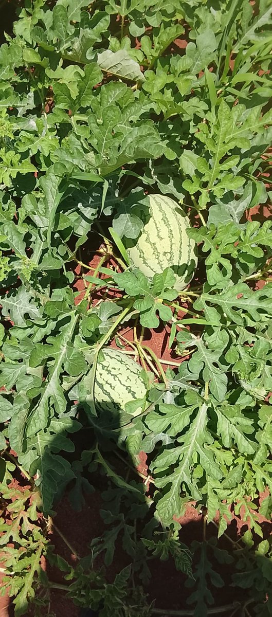 Simlaw Seeds Co. Ltd tweet media