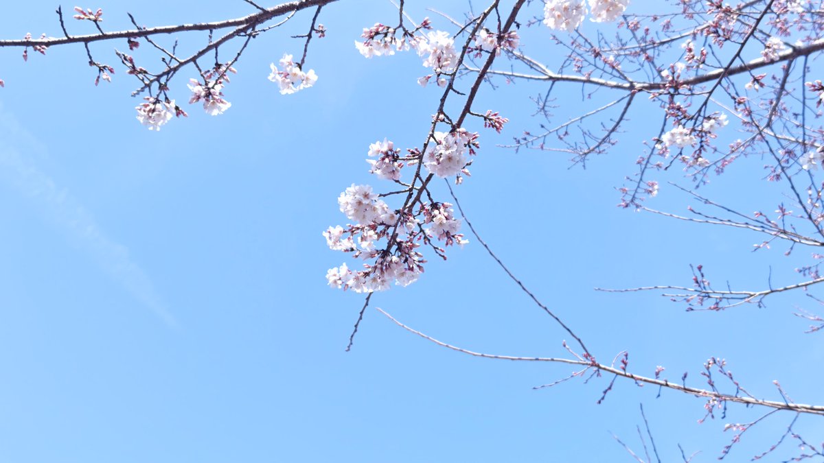 stellariaavabel's tweet photo. だいぶ久しぶり！(; ﾟ∀ﾟ)
年度末の攻めにあってましたがようやくましに(; ﾟ∀ﾟ)=3
気がつけば近所は桜咲き始めてました！(*ﾟ∀ﾟ)
というわけで今年もリアル桜を(*ﾟ∀ﾟ) https://t.co/6IqWJzpuDY