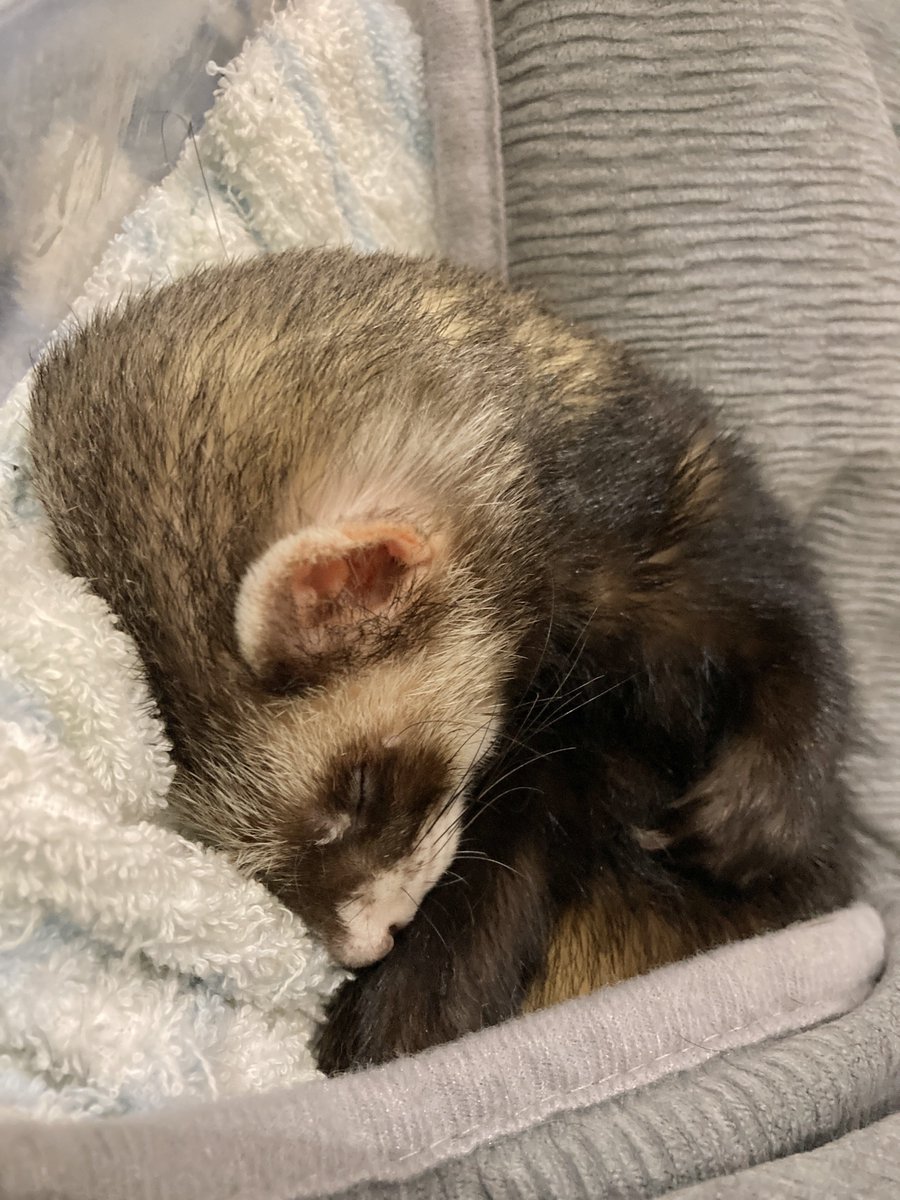 モフリーヌ tweet media