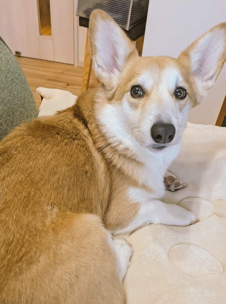 くぅこ@コーギーのいる暮らし tweet media