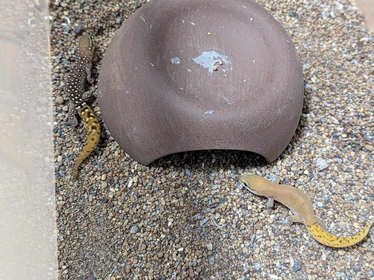 レプお tweet media