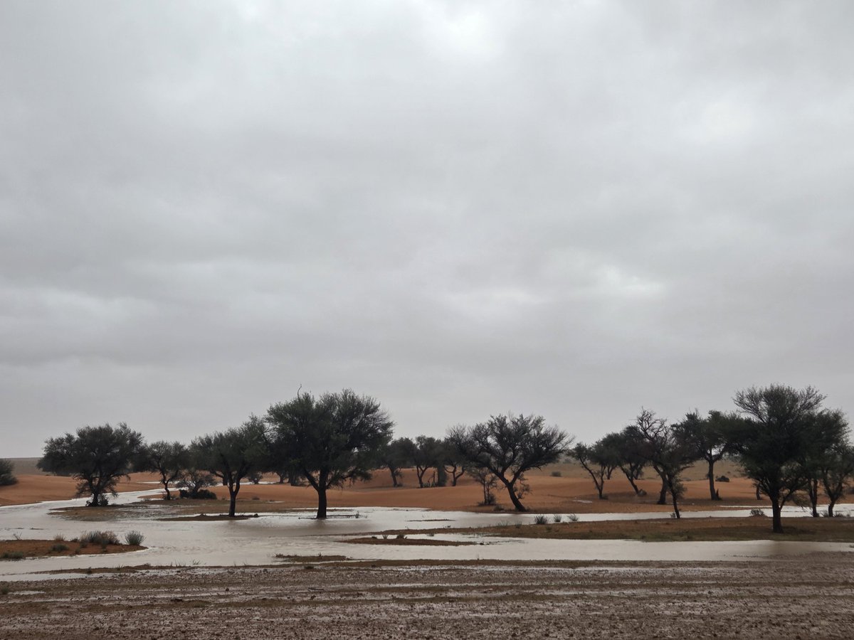 عبدالله الربيش tweet media